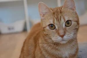Palma, female 4yo Mixed Breed for adoption at Kattstallet, Färingsö