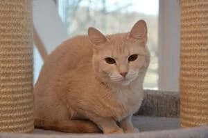 Roma, female 4yo Mixed Breed for adoption at Kattstallet, Färingsö