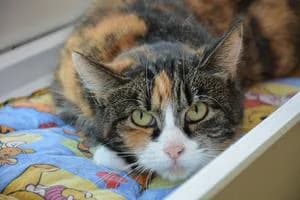 Lava, female 4yo Mixed Breed for adoption at Kattstallet, Färingsö