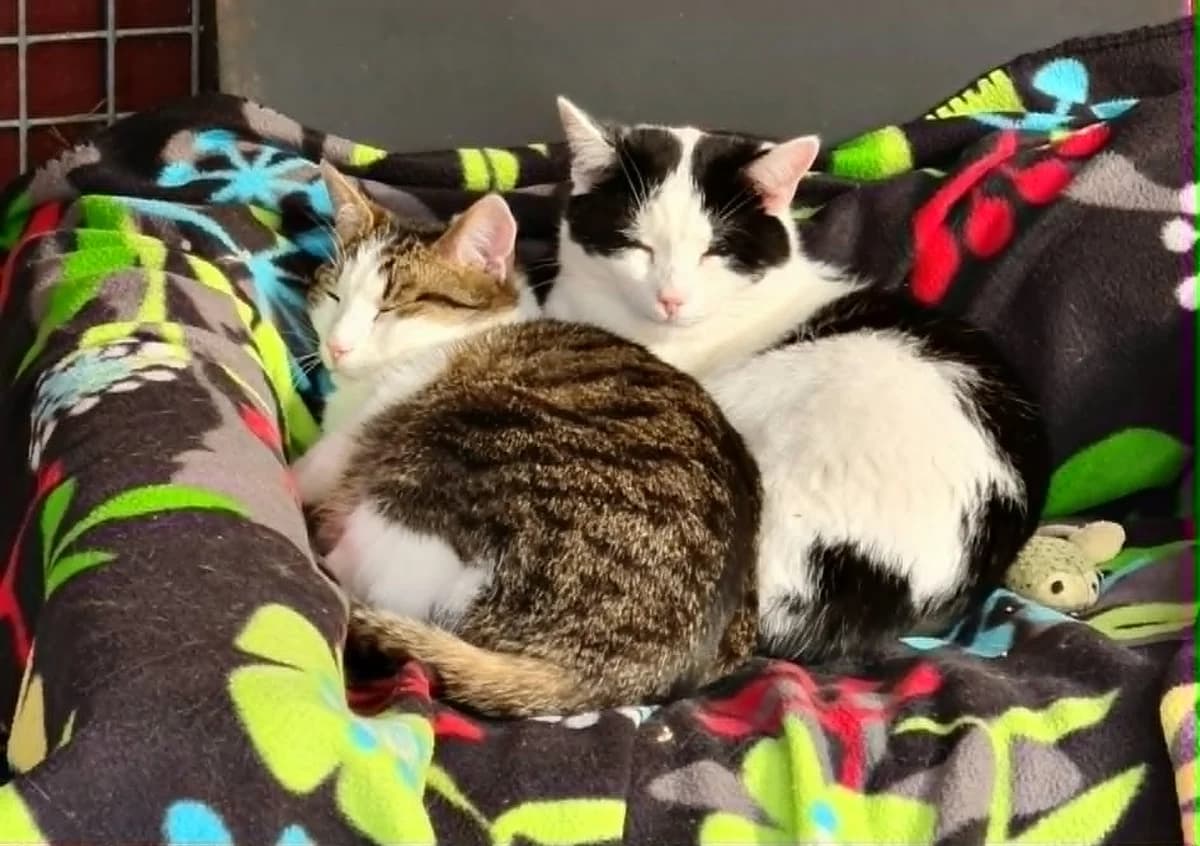 Mille och Matteo, young Mixed Breed for adoption at Kustorp Katthem