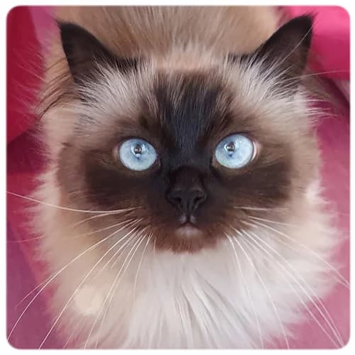 Kim-Chi, female 6yo Mixed Breed for adoption at Norrtälje Kattcenter