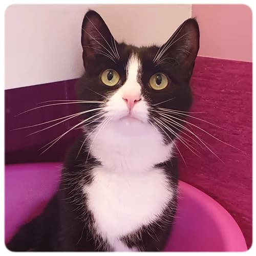 Charley, male 3yo Mixed Breed for adoption at Norrtälje Kattcenter