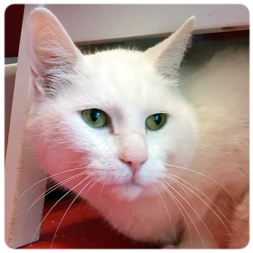 Cotton, male senior Mixed Breed for adoption at Norrtälje Kattcenter