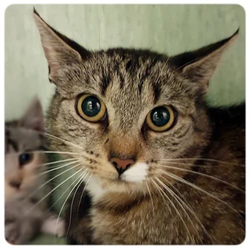 Herborg, female 6yo Mixed Breed for adoption at Norrtälje Kattcenter