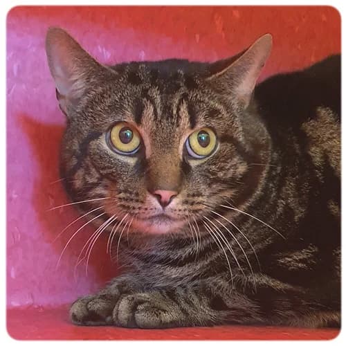 Kapten Bölja, male 5yo Mixed Breed for adoption at Norrtälje Kattcenter