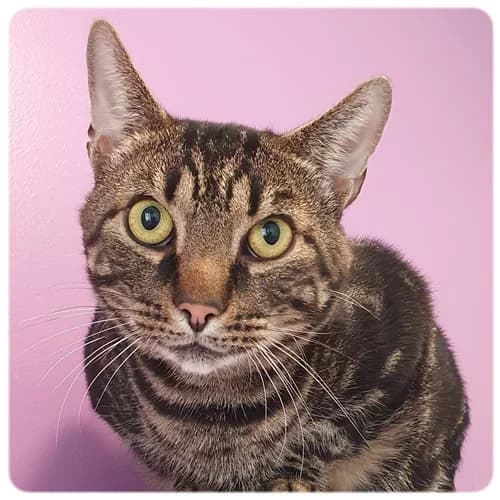 Kapten Bölja, male 5yo Mixed Breed for adoption at Norrtälje Kattcenter
