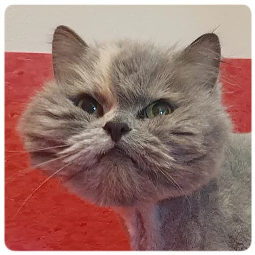 Lilly, female senior Mixed Breed for adoption at Norrtälje Kattcenter