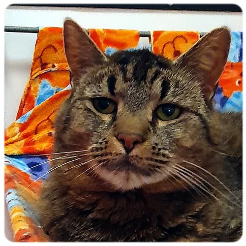 Lloyd, male senior Mixed Breed for adoption at Norrtälje Kattcenter