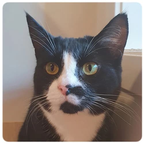 Marco, male 3yo Mixed Breed for adoption at Norrtälje Kattcenter