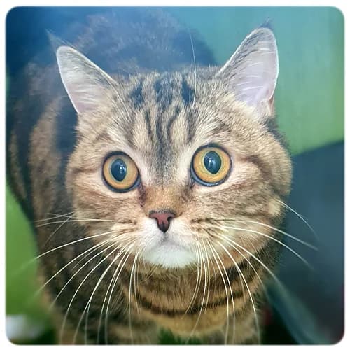 Maya, female 6yo Mixed Breed for adoption at Norrtälje Kattcenter
