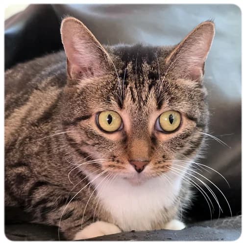 Molly, female 7yo Mixed Breed for adoption at Norrtälje Kattcenter
