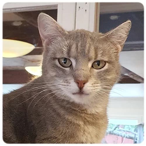 Oriana, female 5yo Mixed Breed for adoption at Norrtälje Kattcenter