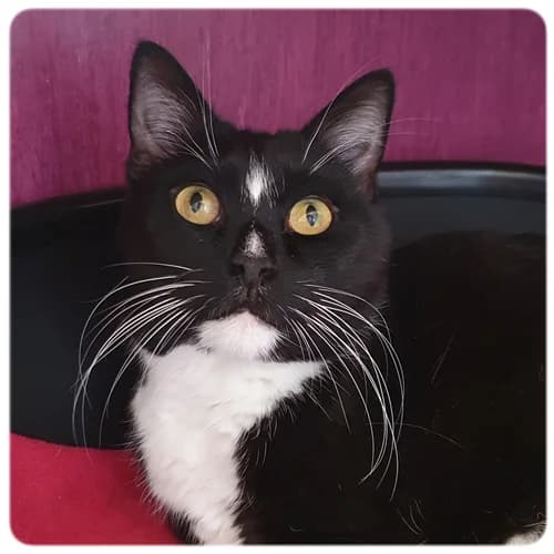 Oscar, male 7yo Mixed Breed for adoption at Norrtälje Kattcenter