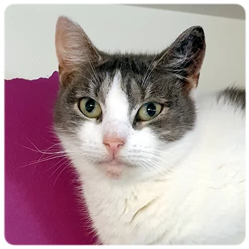 Othilia, female senior Mixed Breed for adoption at Norrtälje Kattcenter