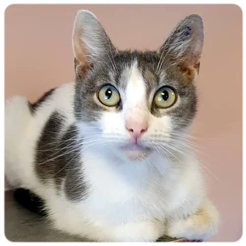 Othilia, female 7yo Mixed Breed for adoption at Norrtälje Kattcenter