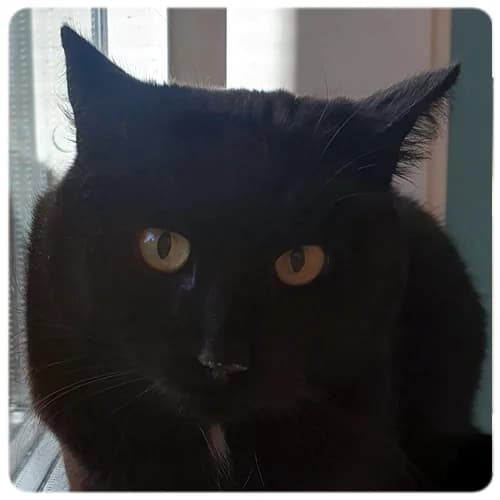 Pricken Lars-Lars, male 6yo Mixed Breed for adoption at Norrtälje Kattcenter