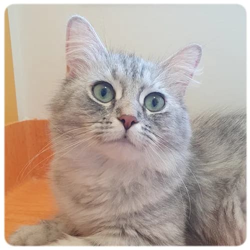 PurrMinda, female 3yo Mixed Breed for adoption at Norrtälje Kattcenter