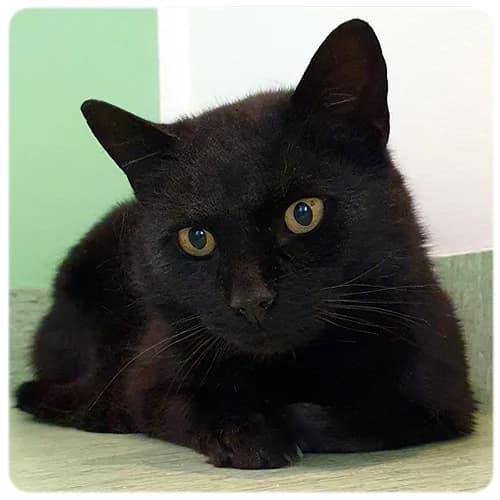 Salme, male 6yo Mixed Breed for adoption at Norrtälje Kattcenter