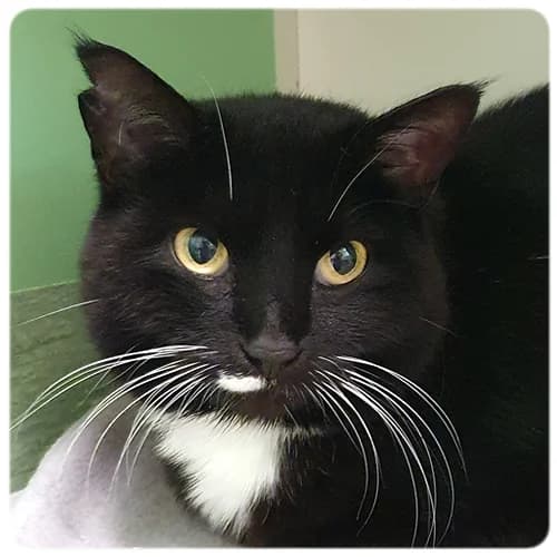 Sessan, female 6yo Mixed Breed for adoption at Norrtälje Kattcenter