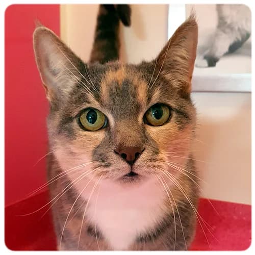 Smilla, female senior Mixed Breed for adoption at Norrtälje Kattcenter