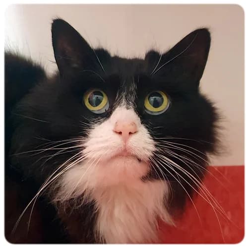 Sockan, female senior Mixed Breed for adoption at Norrtälje Kattcenter