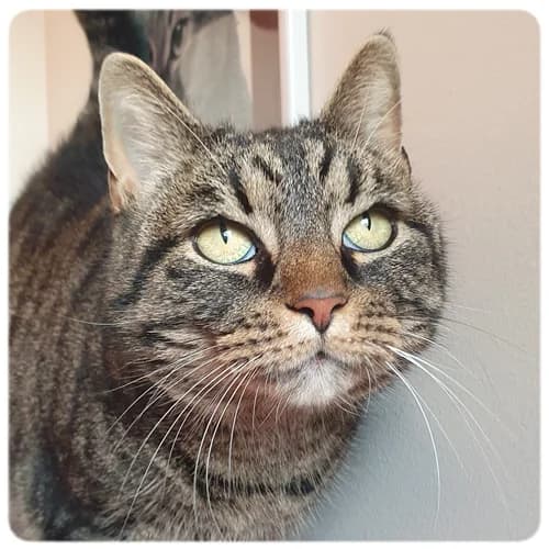 Toulouse, female 6yo Mixed Breed for adoption at Norrtälje Kattcenter