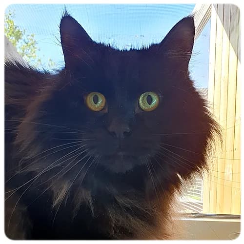Tusse, male senior Mixed Breed for adoption at Norrtälje Kattcenter