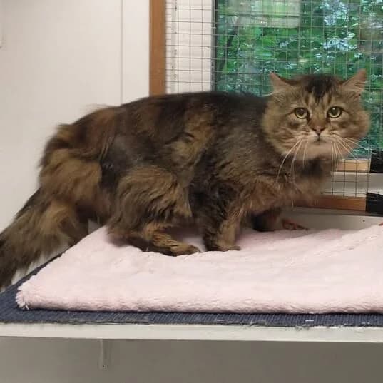 Holly, female 4yo Mixed Breed for adoption at Nynäshamns Katthem