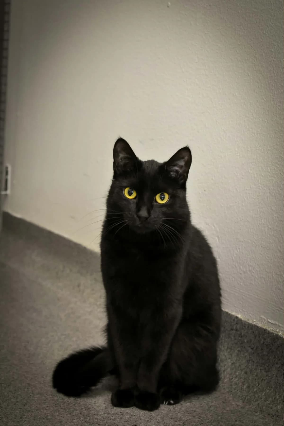 Görel, Svart female young Mixed Breed for adoption at Örebro Katthem, 702 16 Örebro
