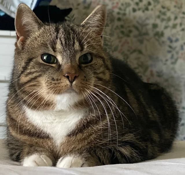 Kaizie, Bruntigré med vitt female 7yo Mixed Breed for adoption at Örebro Katthem, 702 16 Örebro