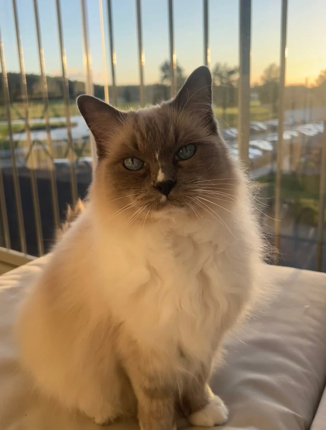 Elora, Blåmaskad-mitted female senior Mixed Breed for adoption at Örebro Katthem, 702 16 Örebro