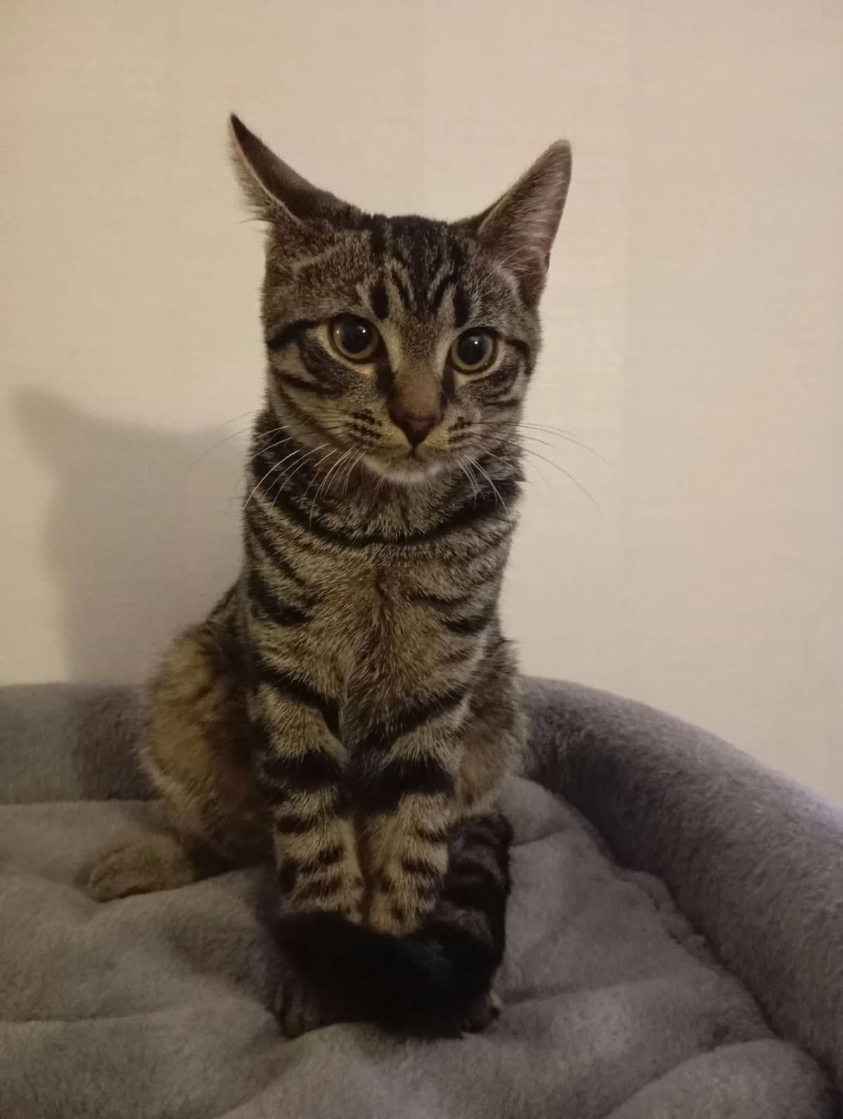 Nox, Bruntabby male puppy Mixed Breed for adoption at Örebro Katthem, 702 16 Örebro