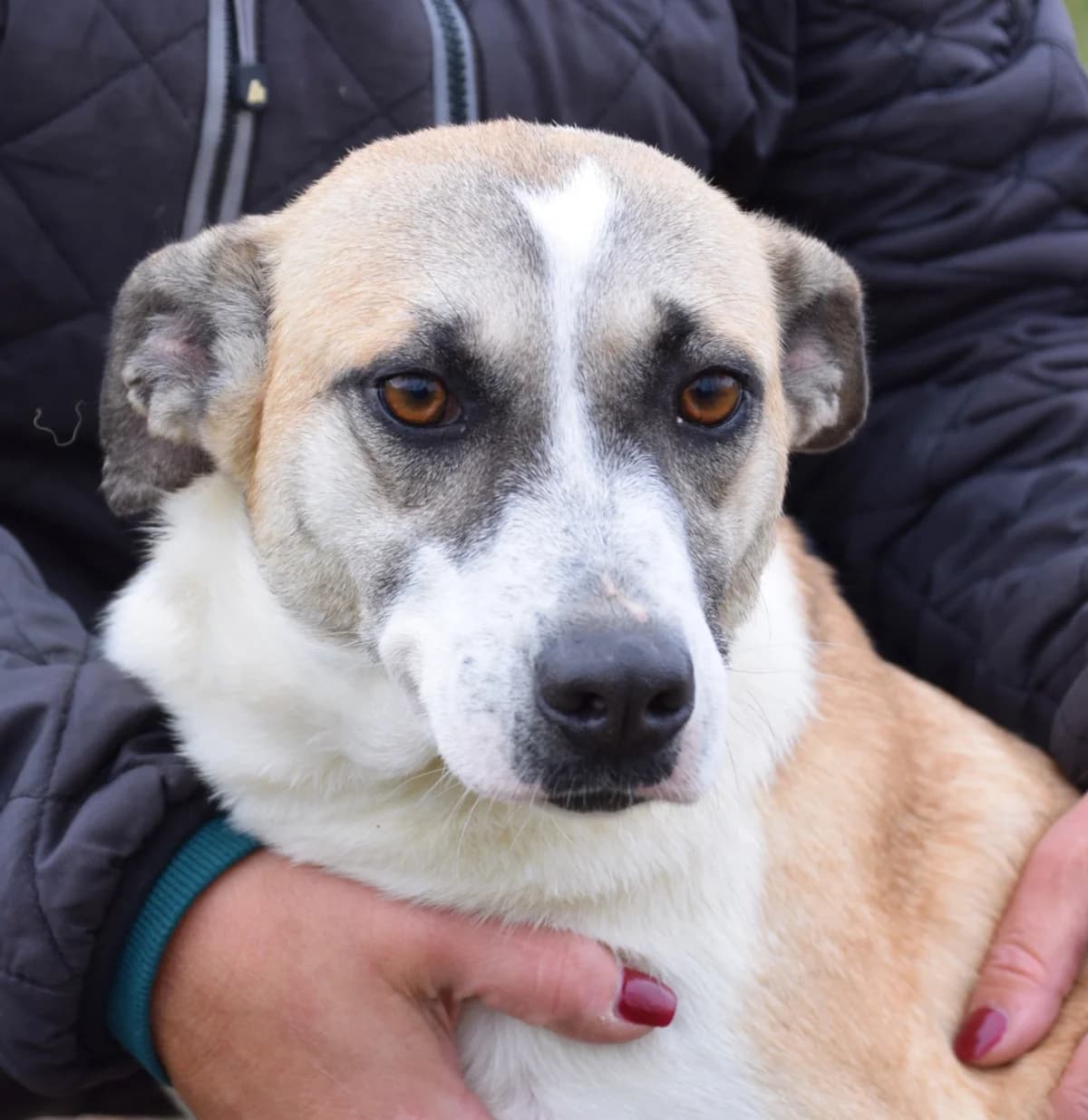 Adele, Mixed Breed for adoption at Rolda Sverige, Södertälje (foster network)