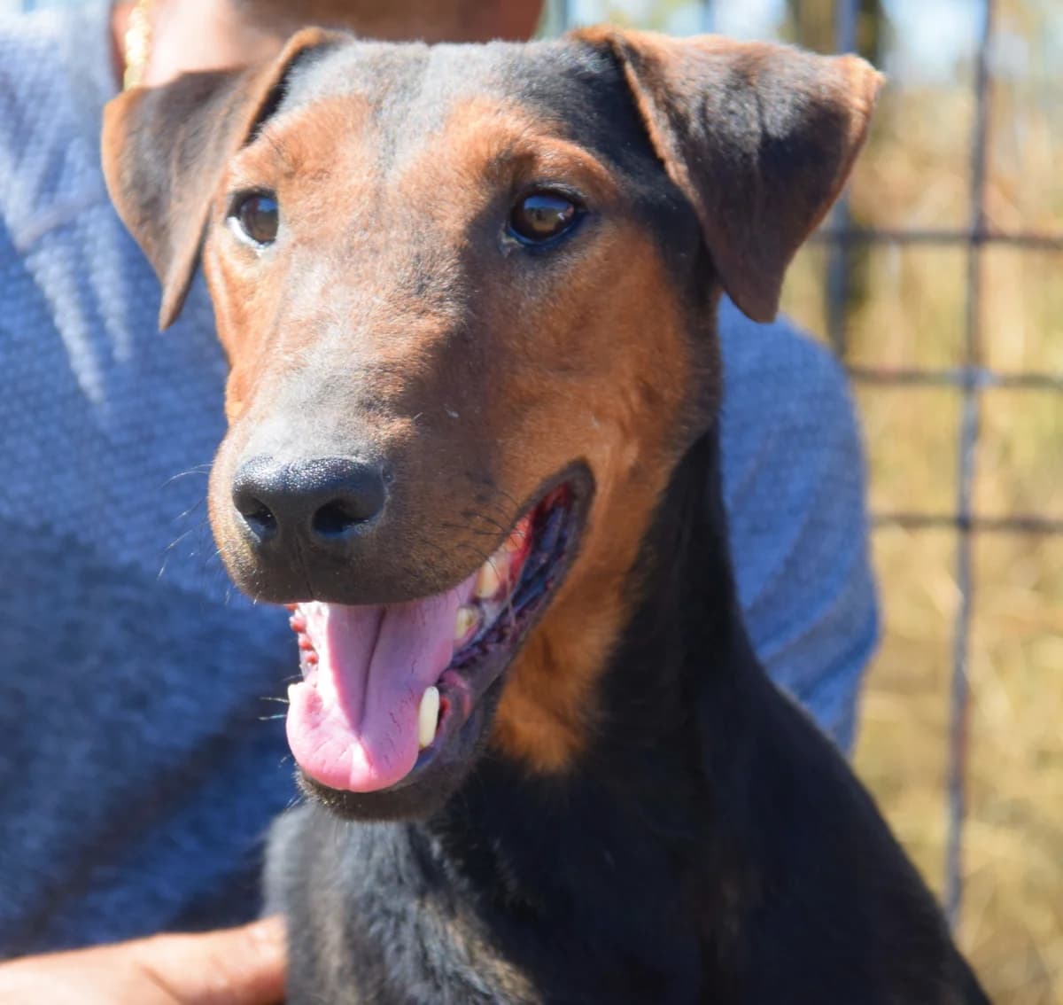 Åke, Mixed Breed for adoption at Rolda Sverige, Södertälje (foster network)