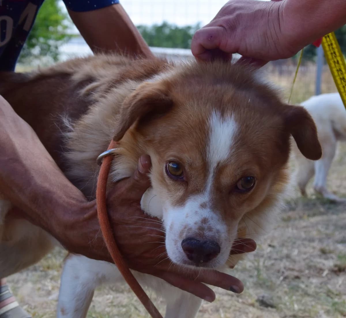 Alfons, male Mixed Breed for adoption at Rolda Sverige, Södertälje (foster network)