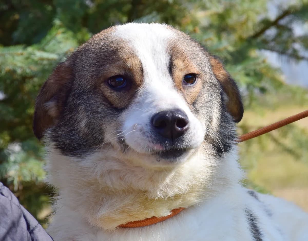 Annabella, female Mixed Breed for adoption at Rolda Sverige, Södertälje (foster network)