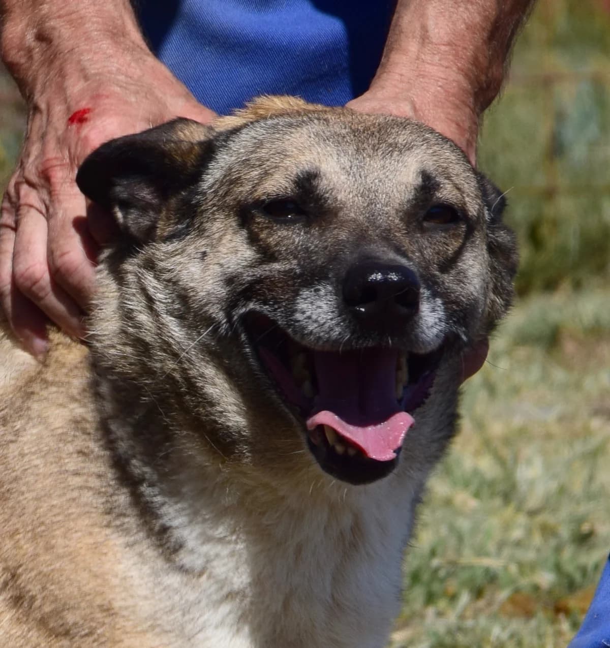 Astrid, female Mixed Breed for adoption at Rolda Sverige, Södertälje (foster network)