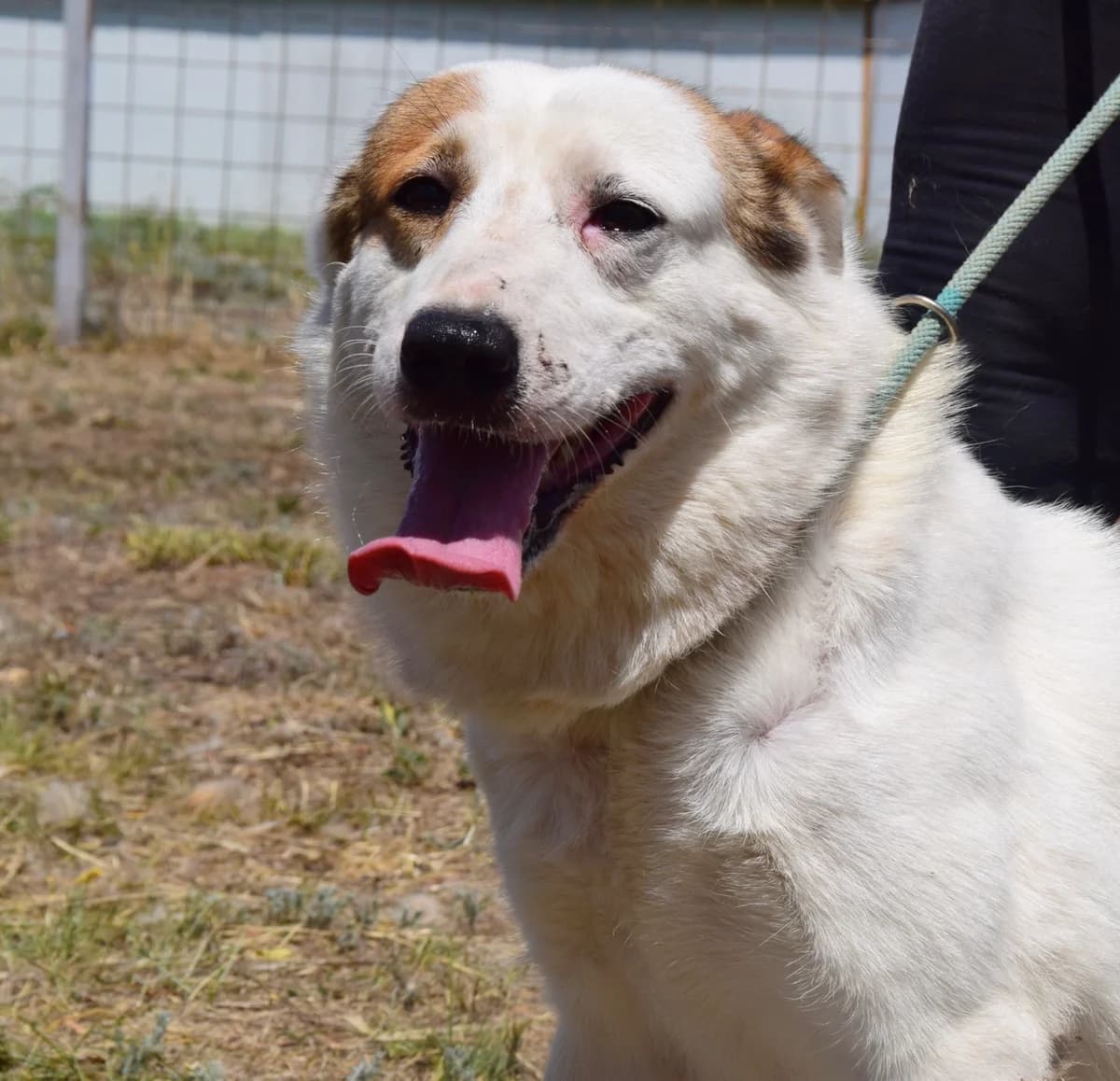 Atlas, male Mixed Breed for adoption at Rolda Sverige, Södertälje (foster network)