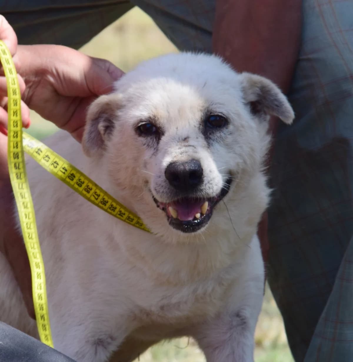 Bärra, male senior Mixed Breed for adoption at Rolda Sverige, Södertälje (foster network)
