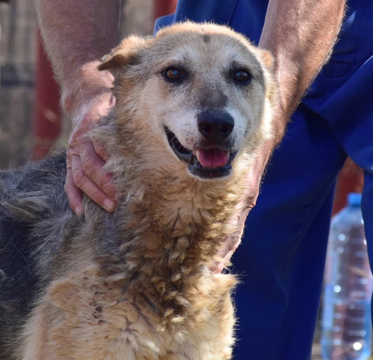 Bella, senior Mixed Breed for adoption at Rolda Sverige, Södertälje (foster network)