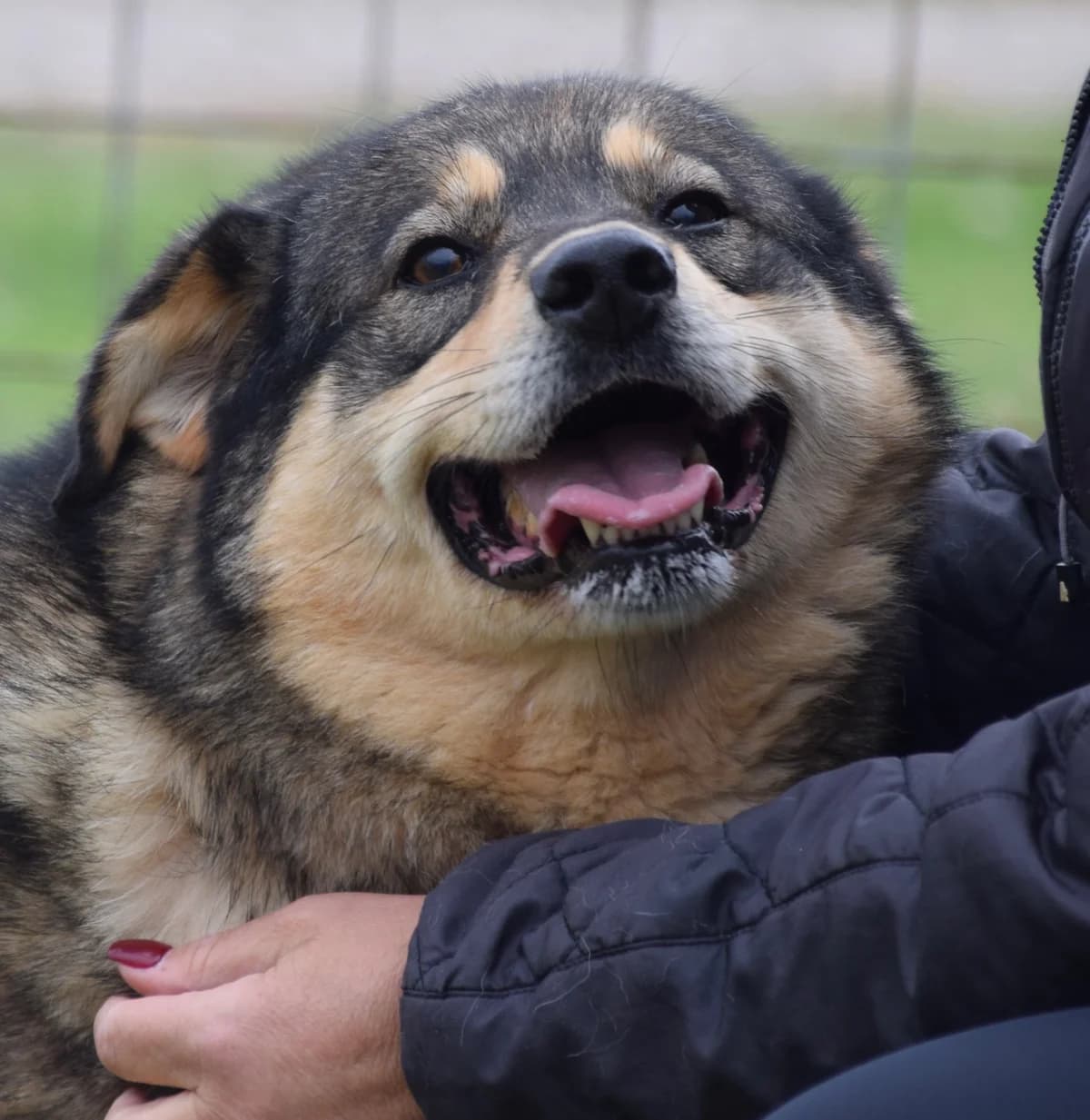 Berna, female Mixed Breed for adoption at Rolda Sverige, Södertälje (foster network)
