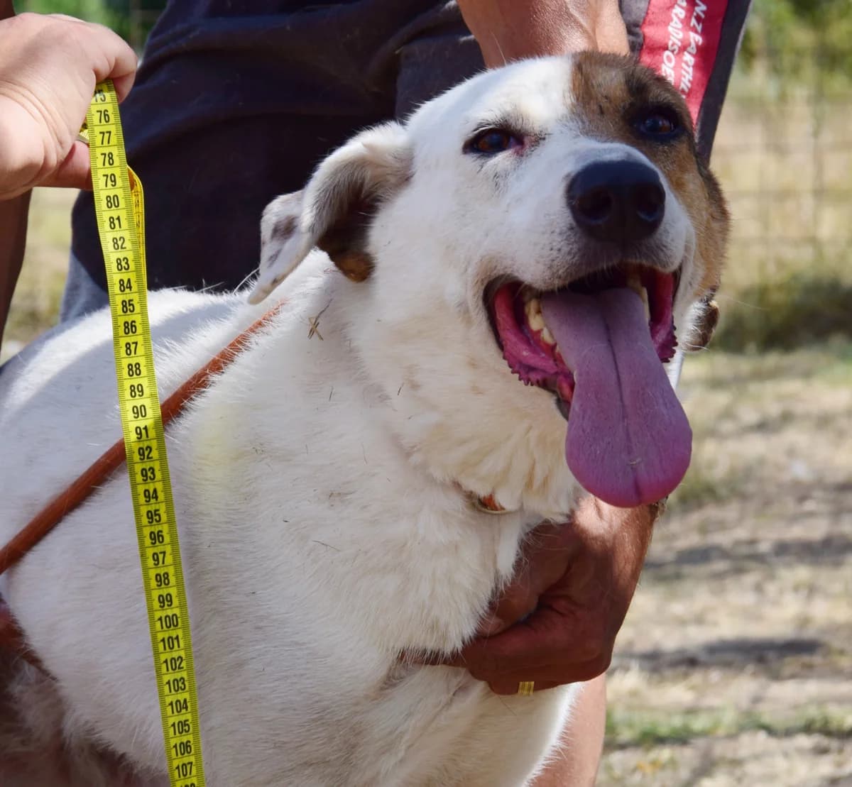 Bibbi, female Mixed Breed for adoption at Rolda Sverige, Södertälje (foster network)