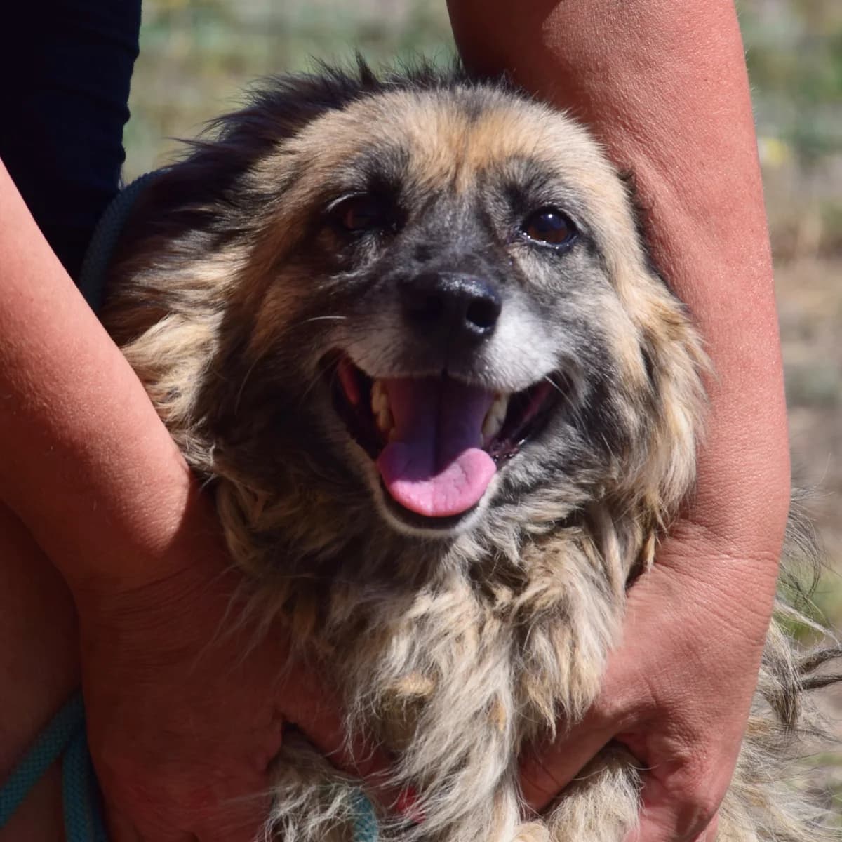 Bodil, Mixed Breed for adoption at Rolda Sverige, Södertälje (foster network)