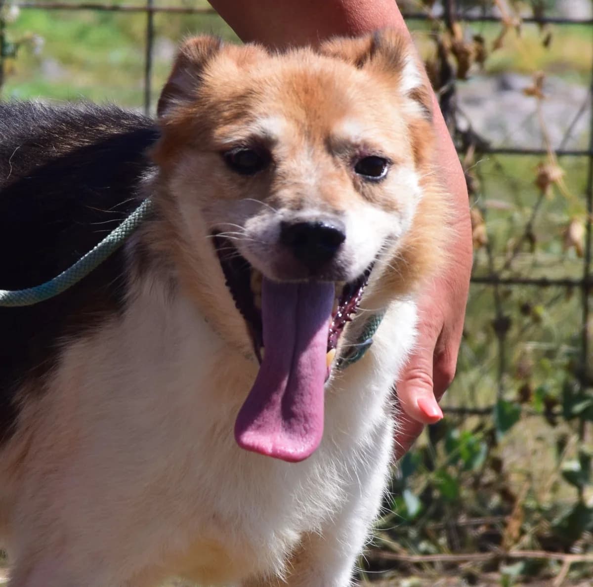 Bonnie, senior Mixed Breed for adoption at Rolda Sverige, Södertälje (foster network)