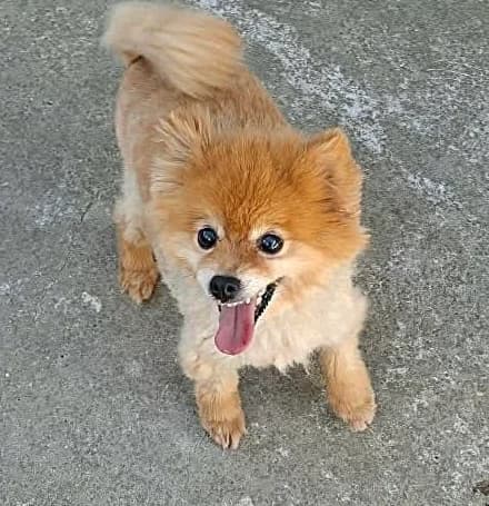 Camelia, Mixed Breed for adoption at Rolda Sverige, Södertälje (foster network)