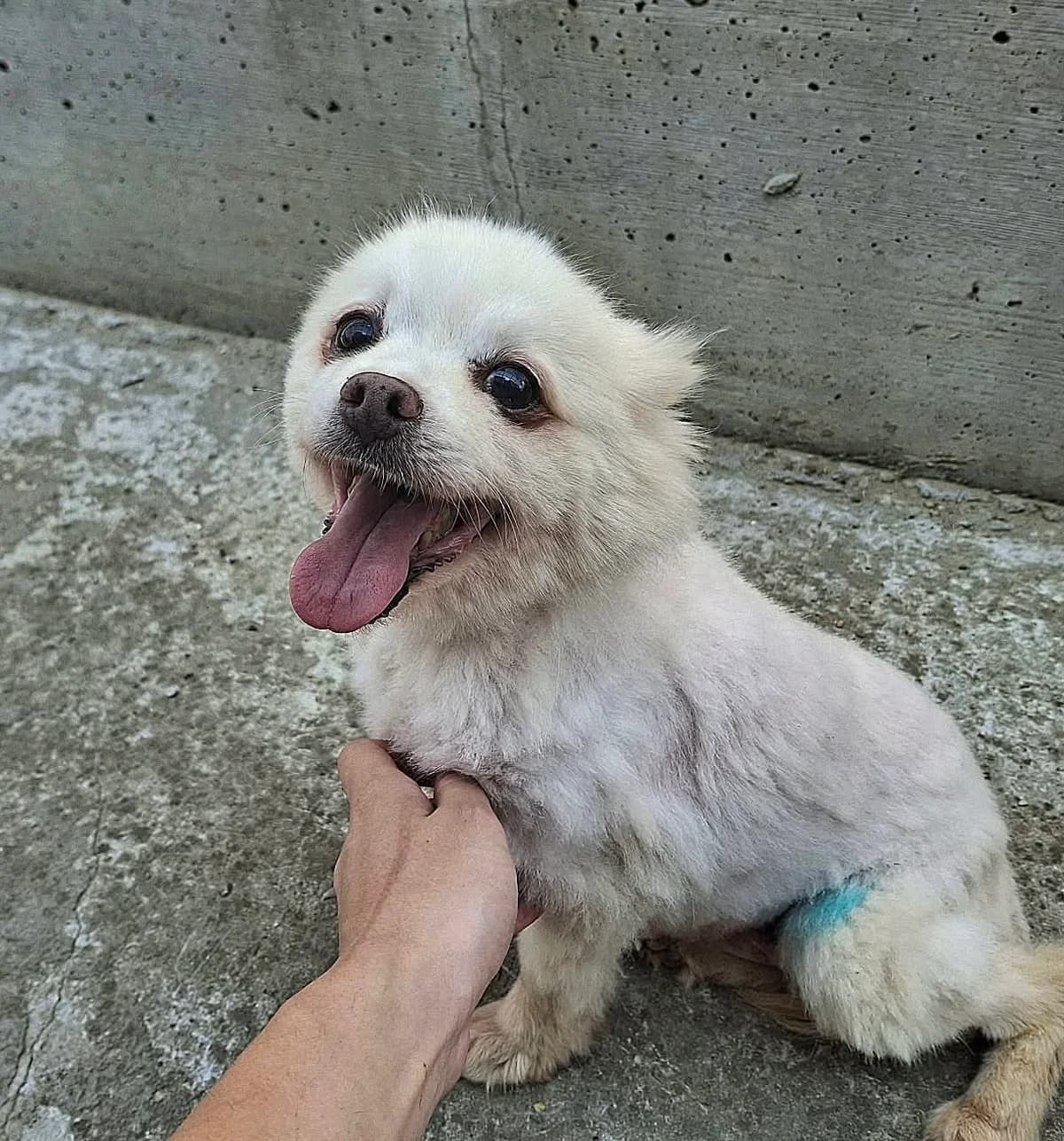 Coconut, Mixed Breed for adoption at Rolda Sverige, Södertälje (foster network)