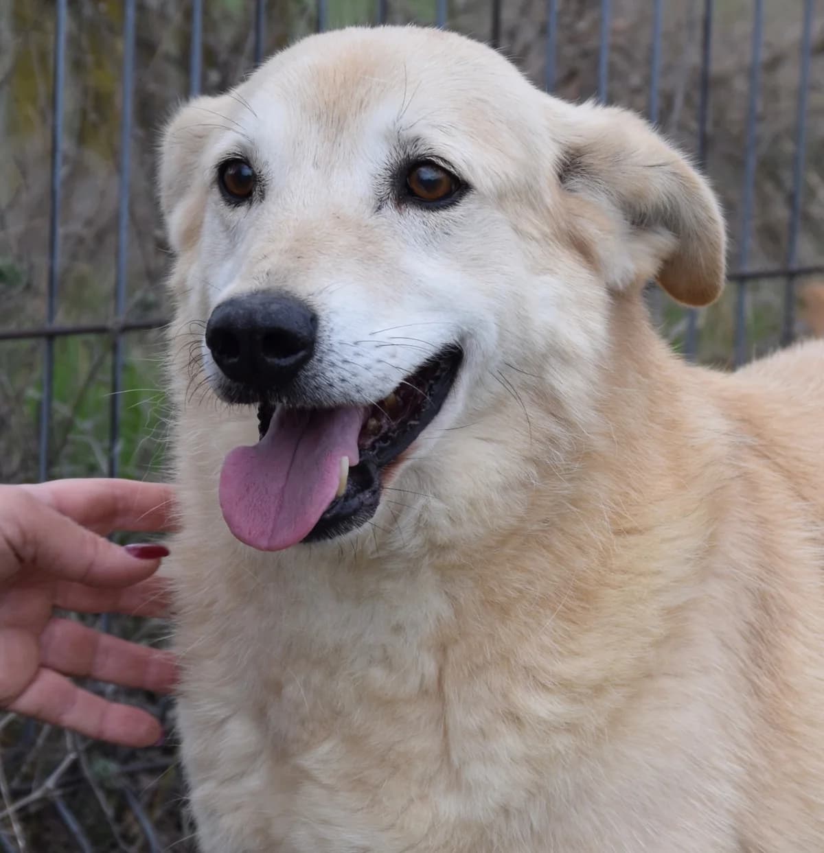 Cola, male senior Mixed Breed for adoption at Rolda Sverige, Södertälje (foster network)