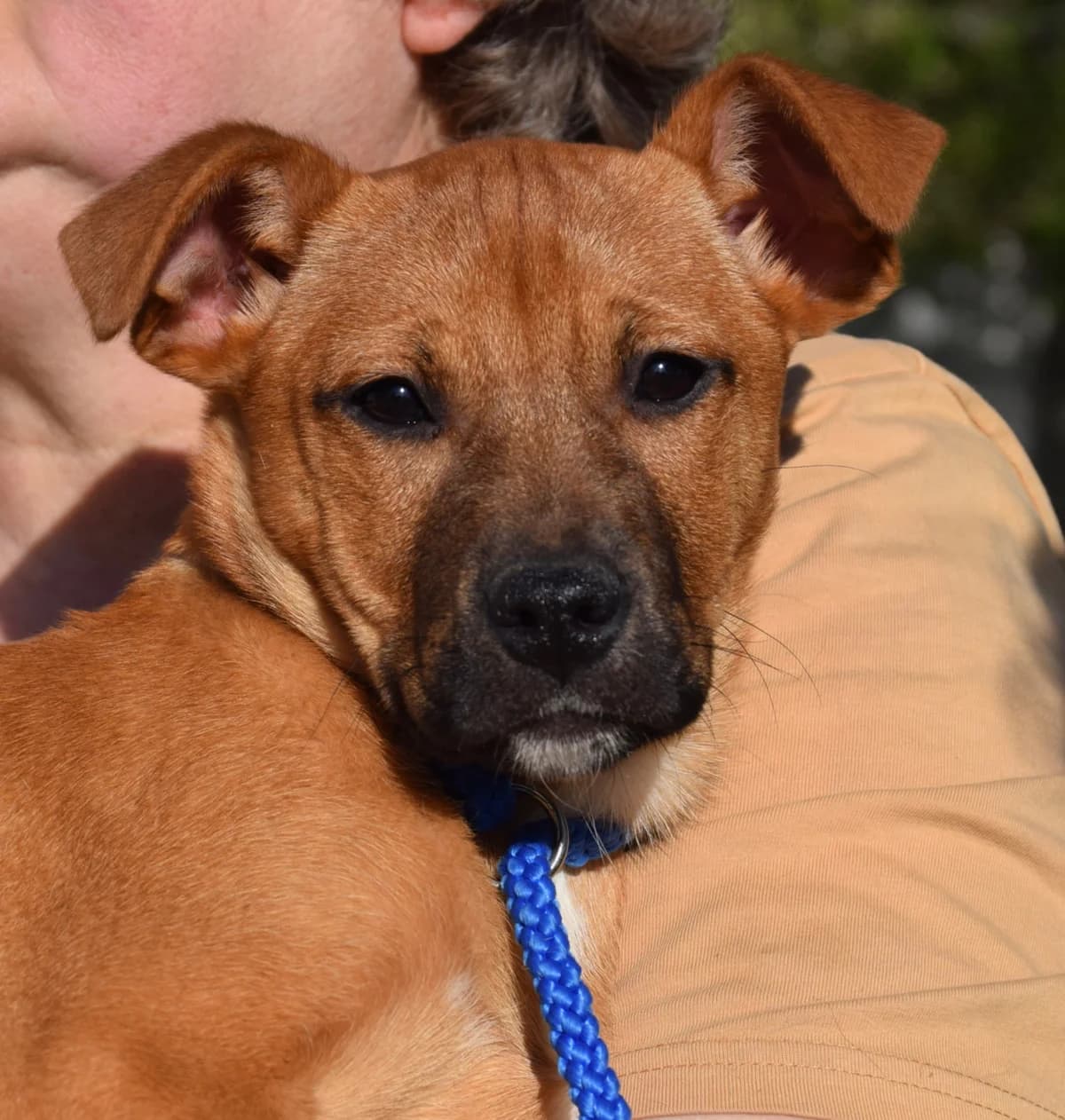 Dagmar, female puppy Mixed Breed for adoption at Rolda Sverige, Södertälje (foster network)