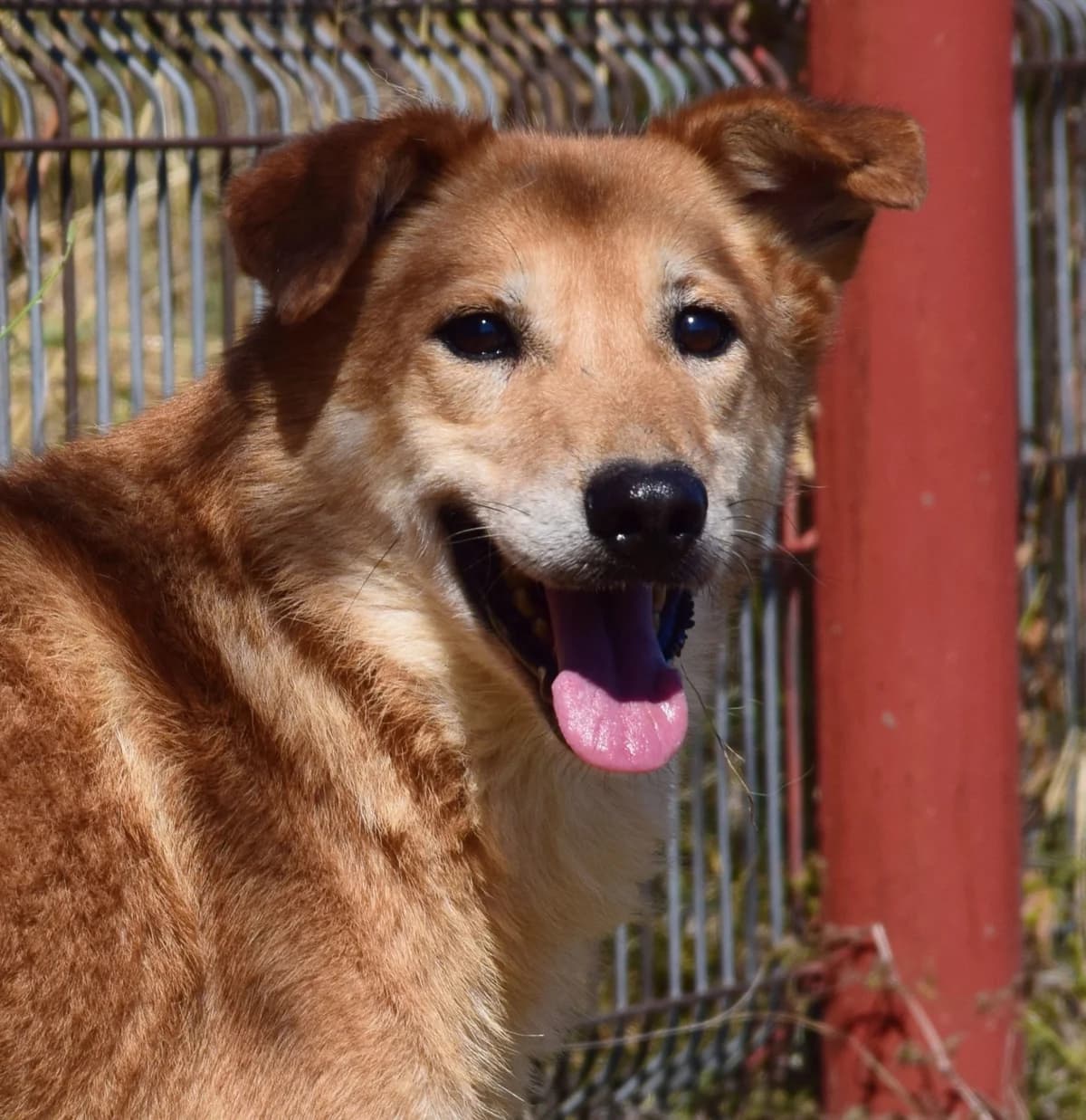Danny, male Mixed Breed for adoption at Rolda Sverige, Södertälje (foster network)