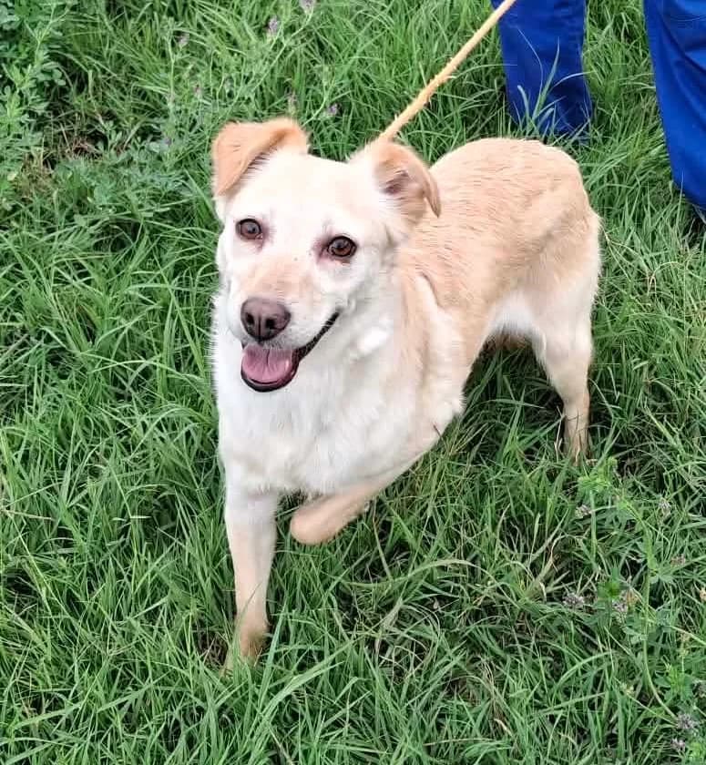 Diana, female Mixed Breed for adoption at Rolda Sverige, Södertälje (foster network)